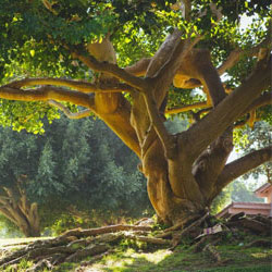 Titan Landscape Improvement Puyallup,  Landscape Improvement Orting, Landscape Improvement Edgewood, Landscape Improvement Sumner, Landscaping Puyallup, Landscape Improvement University Place, Landscaping Edgewood, Landscaping Orting, Landscaping Sumner, Washington WA.